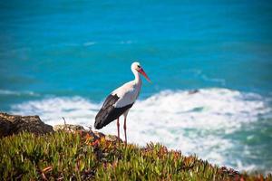 cegonha em um penhasco na costa oeste de portugal foto