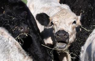 vários gado angus jovens em preto e branco estão juntos. um boi branco abre a boca para rugir. foto