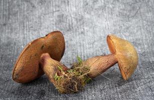 close-up de dois boletes de bruxa azul deitado lado a lado contra um fundo cinza. musgo e terra ainda se agarram aos caules. foto