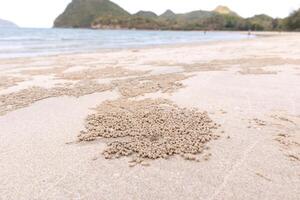 buraco do caranguejo no chão da praia na areia molhada, foco sensível foto