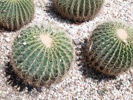 echinocactus grusonii ou cacto com ao redor do seixo foto