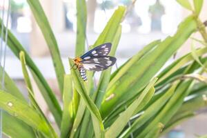 a borboleta empoleirada em folhas verdes com foco sensível foto