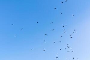 os pássaros estão voando no céu azul, imagem de fundo do céu foto