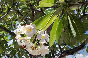 frangipani de flor branca ou plumeria em folha verde com céu azul claro no fundo. foto