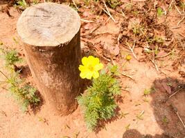o toco de árvore e a flor amarela no chão durante o dia para imagens de fundo foto