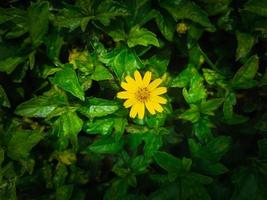 flores amarelas em folhas verdes, vista superior, close-up foto