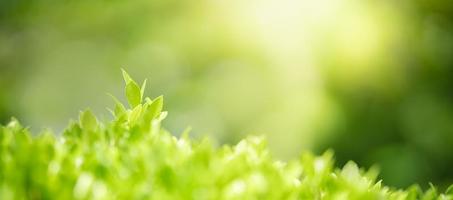 closeup da bela natureza ver folha verde sobre fundo desfocado de vegetação no jardim com espaço de cópia usando como conceito de página de capa de fundo. foto