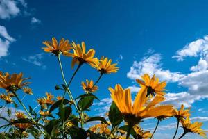 flores silvestres amarelas alcançam o céu azul nublado foto