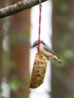 nuthatch, observado em um coração alimentador se alimentando na floresta. pequeno pássaro branco cinza foto