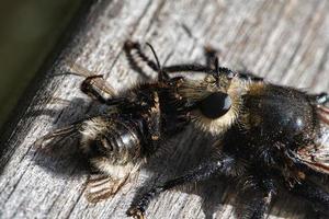 mosca assassina amarela ou mosca ladrão amarela com uma abelha como presa. inseto é sugado foto