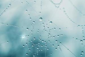 gotas de água na teia de aranha na estação chuvosa, fundo azul foto