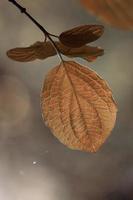 folhas de árvores marrons na temporada de outono, folhas de outono, fundos marrons foto