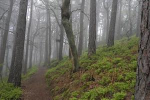 floresta enevoada na região do palatinado na alemanha foto