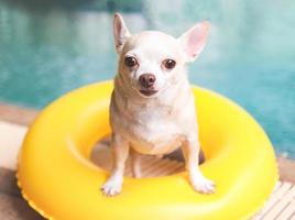 cão chihuahua de cabelo curto castanho em pé no anel de natação amarelo ou inflável à beira da piscina, olhando para a câmera. foto