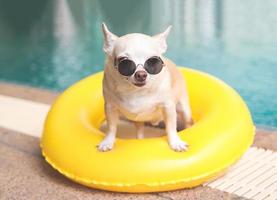cachorro chihuahua de cabelo curto marrom usando óculos escuros em pé no anel de natação amarelo ou inflável à beira da piscina, olhando para a câmera. foto