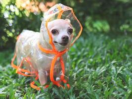 cachorro chihuahua vestindo capa de chuva em pé na grama verde no jardim. foto