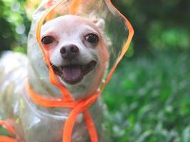 cachorro chihuahua vestindo capuz de casaco de chuva sentado na grama verde no jardim, sorrindo com a língua para fora, olhando para a câmera. foto