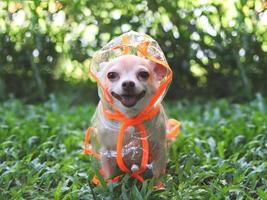 cachorro chihuahua vestindo capa de chuva sentado na grama verde no jardim. foto