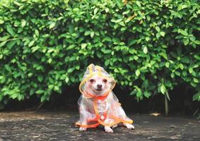 cão chihuahua de cabelo curto castanho vestindo capa de chuva sentado no chão de cimento no jardim, olhando para a câmera. foto