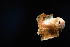 peixe-lutador-siamês cauda curta meia lua foto