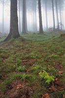 floresta de coníferas e neblina foto