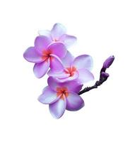 plumeria ou frangipani ou flores da árvore do templo. feche o buquê de flores exóticas plumeria rosa-roxo isolado no fundo branco. vista superior bando de frangipani rosa-violeta. foto
