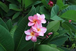 plumeria ou frangipani ou flores da árvore do templo. feche o buquê de flores exóticas plumeria rosa na folha verde no jardim com luz da manhã. bando de frangipani rosa vista superior. foto