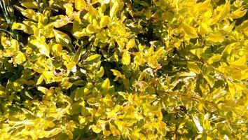 folhas verdes de uma planta em uma panela foto