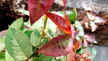 folhas verdes de uma planta em uma panela foto