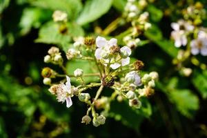 frutas silvestres de amora-preta rubus foto