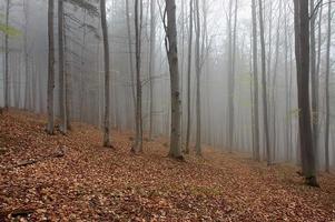 floresta e neblina foto