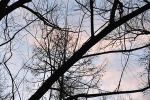 galhos de árvores pretas contra um céu azul sem folhas. foto