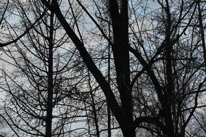 galhos de árvores pretas contra um céu azul sem folhas. foto