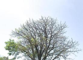árvore seca com poucas folhas isoladas com céu azul foto