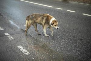 cachorro bravo na rua. cão sem-teto na estrada. animal de estimação sem dono. foto