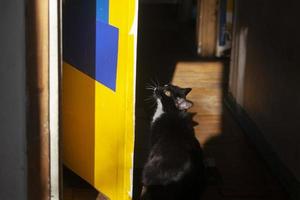 gato em casa. gato preto no apartamento. animal de estimação na luz. foto