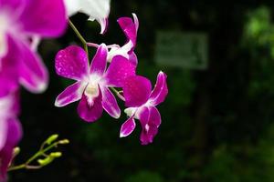 flores de orquídeas frescas roxas no jardim foto