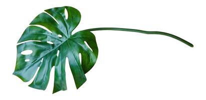 folha verde monstera isolada no fundo branco. planta tropical popular na decoração da casa foto