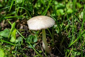 fotografia para tema grande e belo cogumelo venenoso na floresta foto