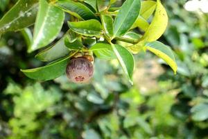 árvore de mangostão com mangostão maduro no jardim foto