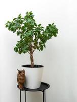 uma flor verde artificial em um pote de concreto cinza em cima de uma mesa em um quarto moderno foto