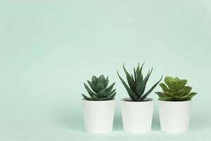 três vasos de plantas suculentas e aloe ficam em uma mesa foto