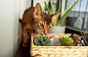 um gato abissínio cheirando a flor artificial foto