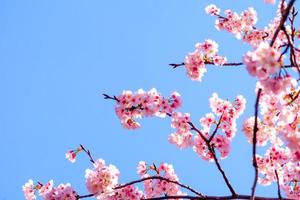 bela flor de cerejeira contra o céu azul de manhã o tempo está brilhante no japão foto