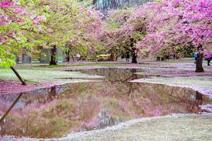 linda flor de cerejeira sakura de água refletora com temporada de primavera em parques no japão foto