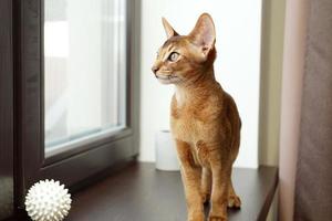 um gato curioso abissínio sentado no parapeito da janela olhando pela janela foto