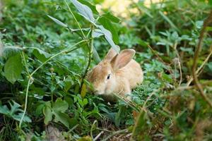 coelho marrom na grama verde. bonito doce adorável coelhinho peludo em dia ensolarado de verão foto