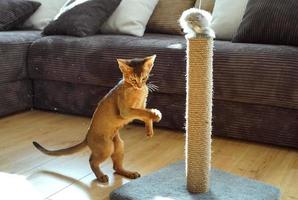 um gatinho abissínio engraçado brincando com um rato em uma sala de estar foto