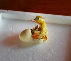 pequeno patinho amarelo nascido de um ovo, pintinho de ovo foto