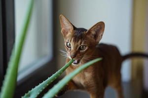 um gato abissínio sentado no parapeito da janela olhando mordendo a flor de aloe foto